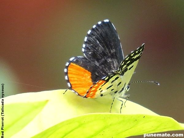 Talicada nyseus Butterflies of India Red Pierrot Talicada Nyseus Punemate