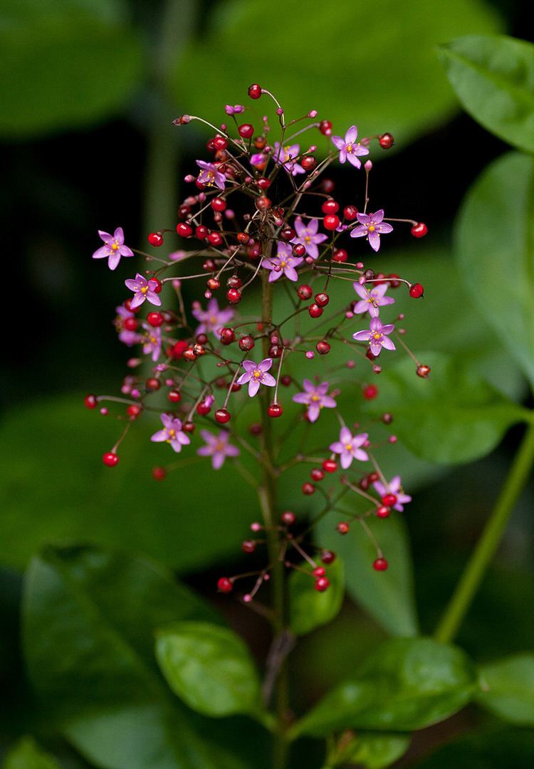Talinum paniculatum Flora of Zimbabwe Cultivated species information individual