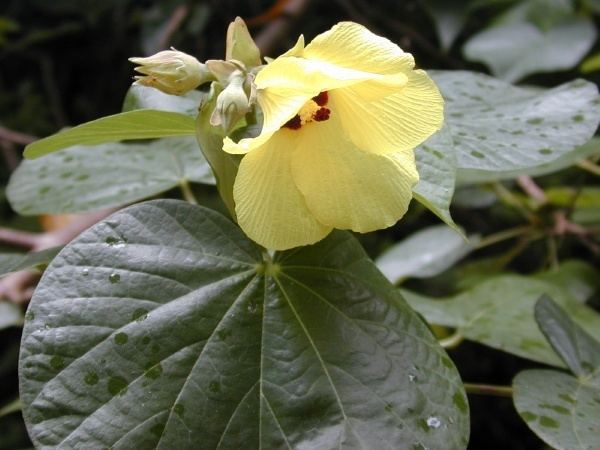 Talipariti Talipariti tiliaceum Wikiwand