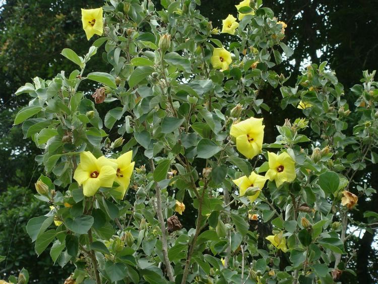 Talipariti Talipariti hamabo Siebold amp Zuccarini Fryxell