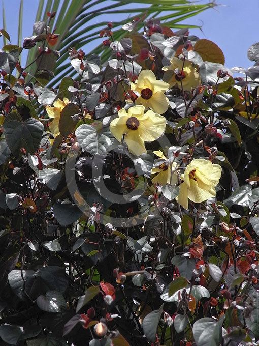 Talipariti Talipariti tiliaceum Purpurascens Cottonwood Beach Hibiscus Sea