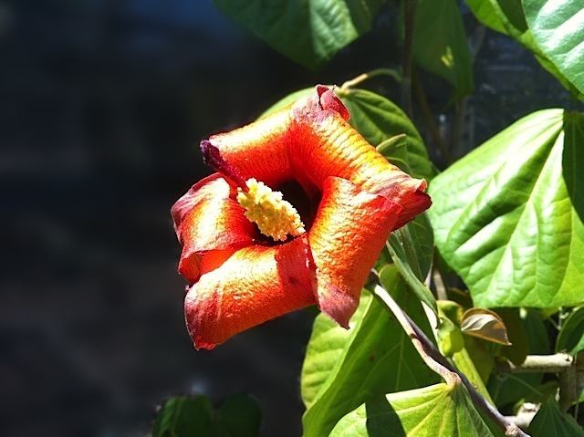 Talipariti elatum Hibiscus amp Malvaceae Talipariti elatumHibiscus malvaceae