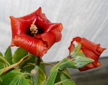 Talipariti elatum Kartuz Greenhouses Talipariti elatum