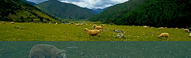 Talley Valley Wildlife Sanctuary Arunachal Tourism