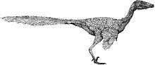 Talos (dinosaur) Talos dinosaur Wikipedia