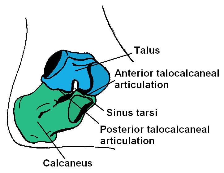 Talus bone