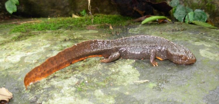 Tam Dao salamander Tam Dao National Park Gii thiu Vn quc gia Tam o