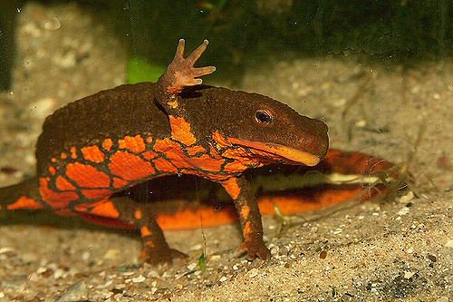 Tam Dao salamander Tam Dao salamander Reptiles amp Amphibians Pinterest Salamanders