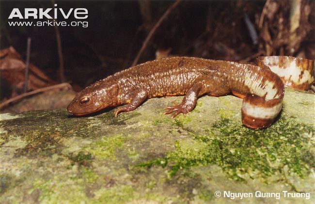 Tam Dao salamander Vietnamese salamander videos photos and facts Paramesotriton
