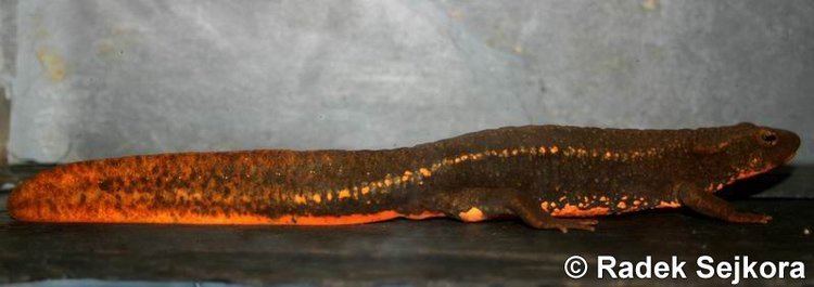Tam Dao salamander Image Paramesotriton deloustali Tam Dao Salamander BioLibcz