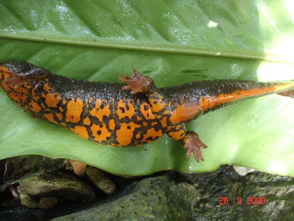 Tam Dao salamander Tam Dao salamander Project Noah