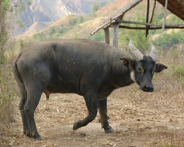 Tamaraw Philippines39 tamaraw population continues to increase amid