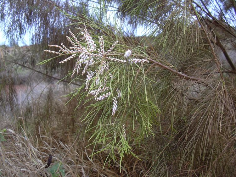 Tamarix aphylla Athel pine declared pest Department of Agriculture and Food