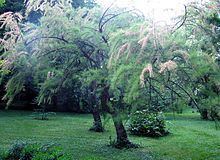 Tamarix parviflora httpsuploadwikimediaorgwikipediacommonsthu