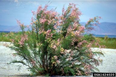 Tamarix ramosissima Texas Invasives