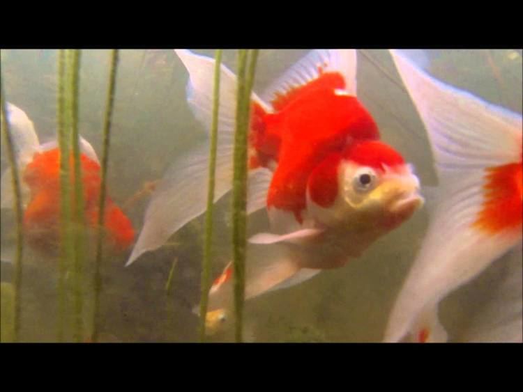 Tamasaba Goldfish Tamasaba Paradise YouTube
