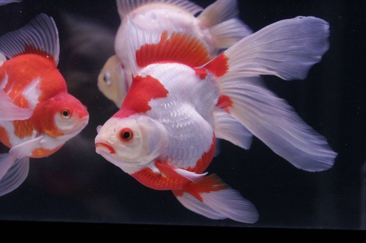 Tamasaba Tamasaba ryukin long fin goldfish Pinterest Goldfish and Search