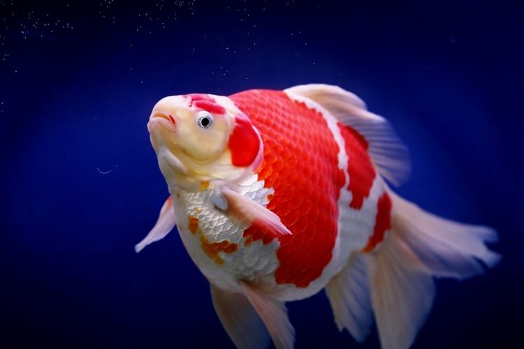 Tamasaba Tamasaba Goldfish ntca