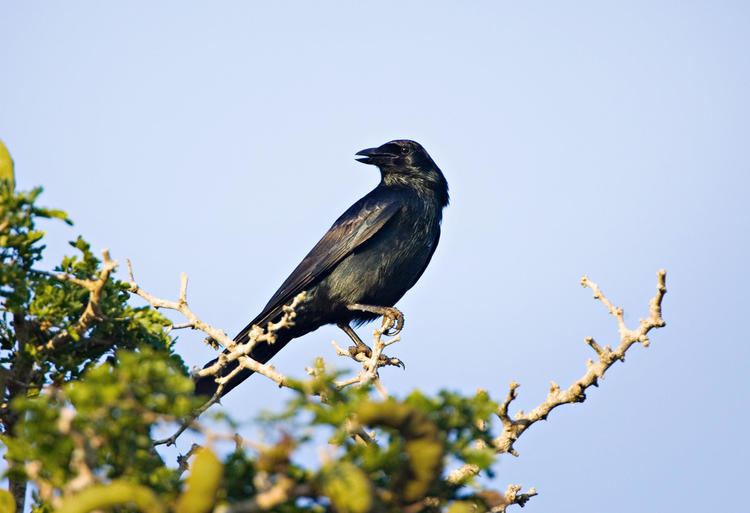 Tamaulipas crow Tamaulipas Crow Audubon Field Guide