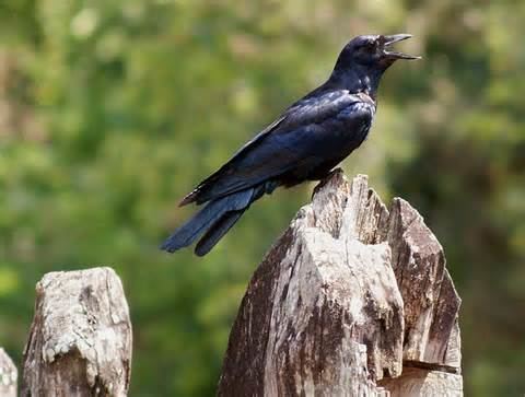 Tamaulipas crow More on Corvus imparatus Mexican Crow