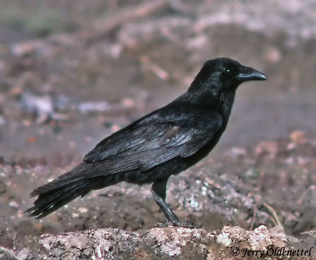 Tamaulipas crow Tamaulipas Crow Species Information and Photos