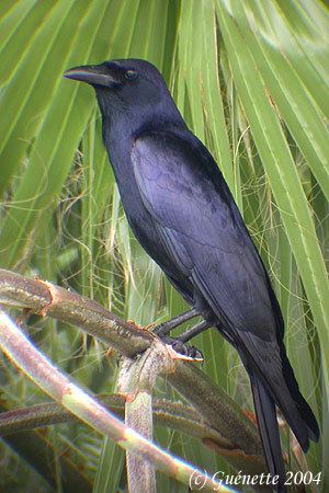 Tamaulipas crow Tamaulipas Crow BirdForum Opus
