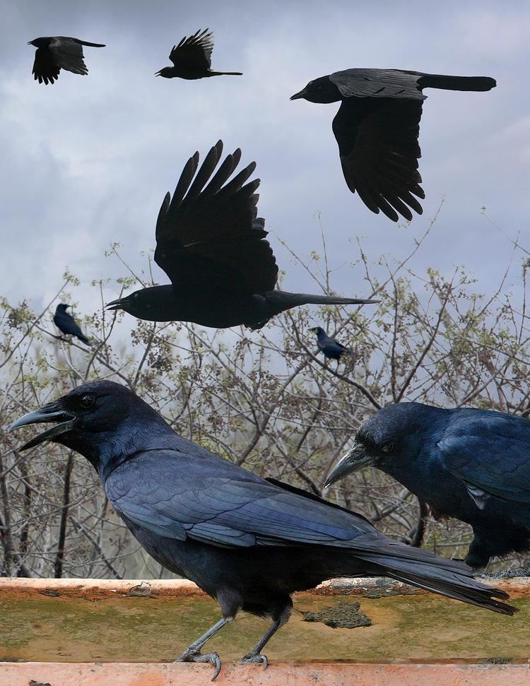 Tamaulipas crow FileTamaulipas Crow From The Crossley ID Guide Eastern Birdsjpg