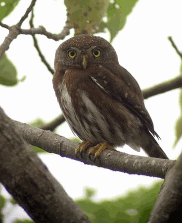 Tamaulipas pygmy owl wwwplanetofbirdscomMasterSTRIGIFORMESStrigida