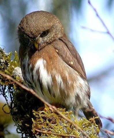 Tamaulipas pygmy owl Surfbirds Online Photo Gallery Search Results