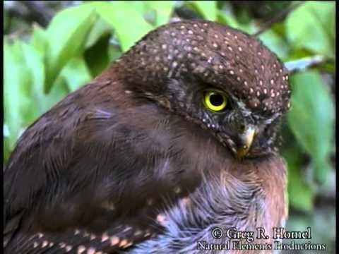 Tamaulipas pygmy owl Tamaulipas Pygmy Owl YouTube
