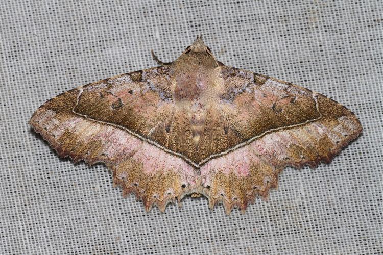 Tamba (moth)