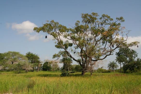 Tambacounda Region Beautiful Landscapes of Tambacounda Region