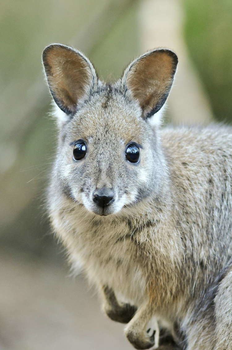 Tammar wallaby Australian Wildlife Conservancy