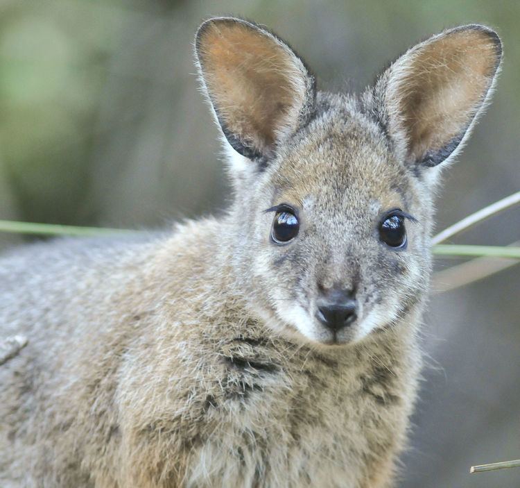 Tammar wallaby Australian Wildlife Conservancy