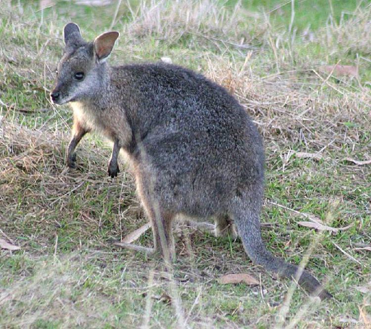 Tammar wallaby Wallaby genome hops into view News blog
