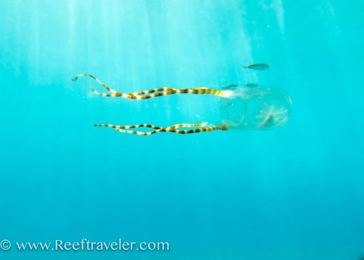Tamoya ohboya Bonaire Box Jellyfish Sighting Reeftraveler