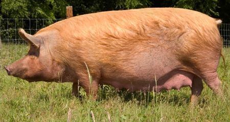 Tamworth pig wwwtamworthswineorgwpcontentuploadsHistory3jpg