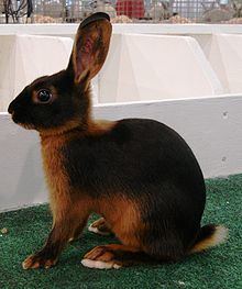 Tan rabbit httpsuploadwikimediaorgwikipediacommonsthu