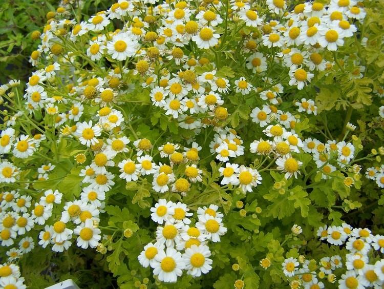 Tanacetum Buy Tanacetum parthenium 39Aureum39 and Tanecetum vulgare 39Golden