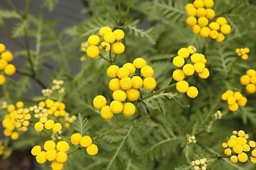 Tanacetum Tansy Tanacetum vulgare organically grown flower seeds Floral