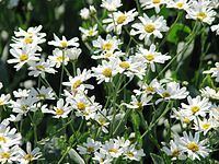 Tanacetum httpsuploadwikimediaorgwikipediacommonsthu