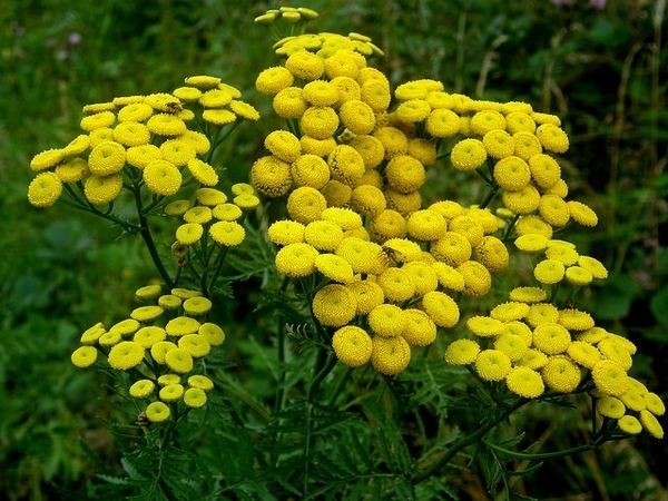 Tanacetum vulgare