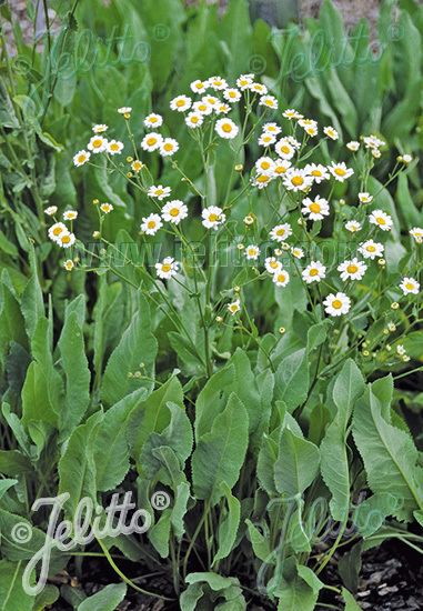 Tanacetum balsamita Jelitto Perennial Seed TANACETUM balsamita Portions