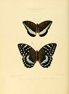 Tanaecia calliphorus httpsuploadwikimediaorgwikipediacommonsthu