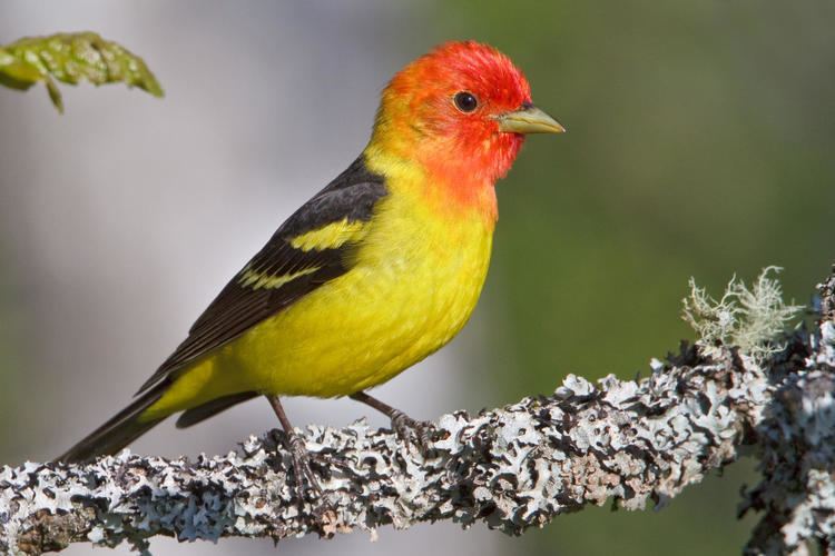Tanager Western Tanager Audubon Field Guide