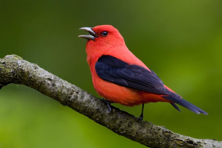 Tanager Scarlet Tanager Audubon Field Guide
