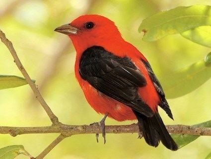 Tanager Scarlet Tanager Identification All About Birds Cornell Lab of