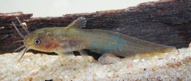 Tandanus Tandanus Catfish 45cm tandanus tandanus Australian Native Fish
