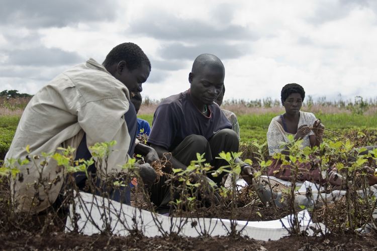 Tanganyika groundnut scheme