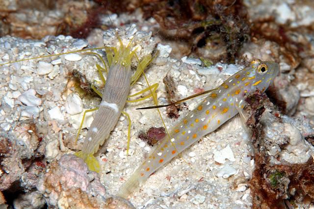 Tangaroan shrimp-goby fishesofaustralianetauimagesimageCtenogobTang